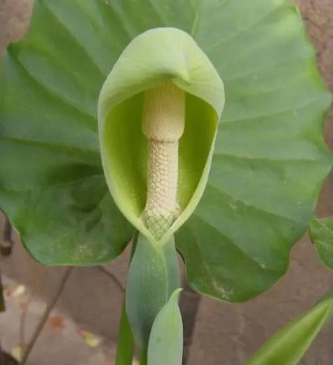 为什么叫滴水观音（通风半阴见干见湿汁液有毒需防护）