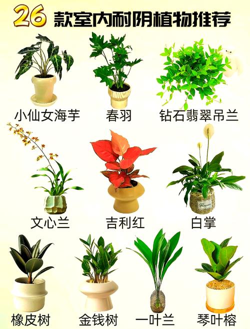 最耐阴的十大室内植物（室内低光耐阴植物养护与布景打造高级森林风格）