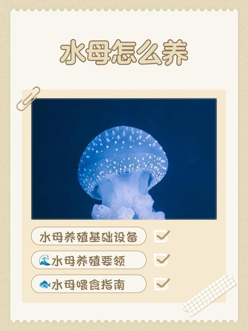 海洋馆买的水母能养活吗（稳定水质与温度低光控流定期换水）