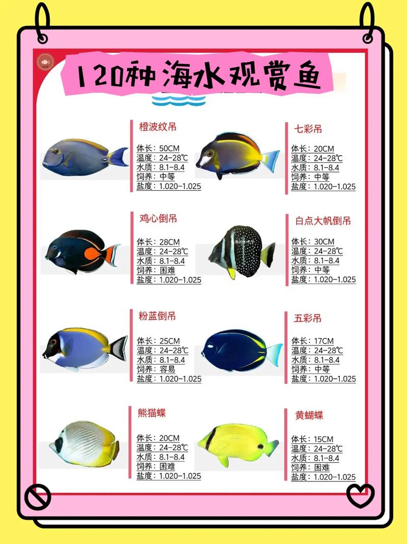 海水鱼需要天天喂吗（定时定量少量多餐稳水质）