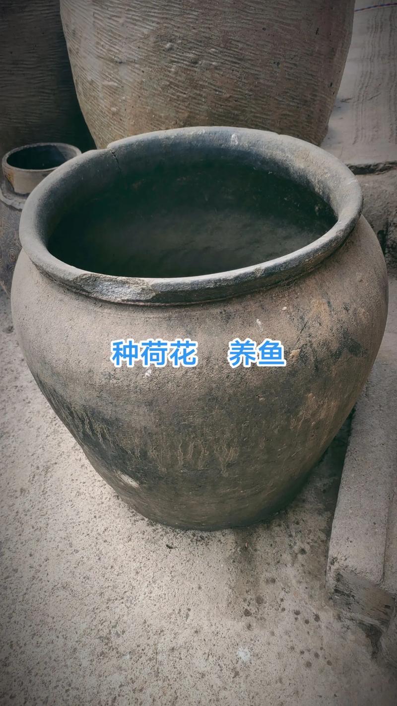 无釉面的陶瓷可以用来养鱼吗（无釉陶瓷养鱼选购要点及使用要领）
