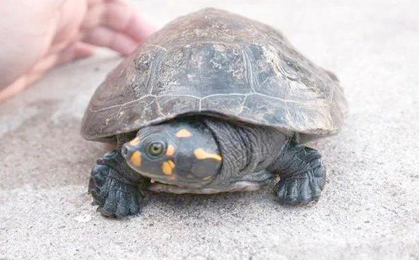 黄头侧颈龟生蛋吗（孵化温湿度与养护放生建议）