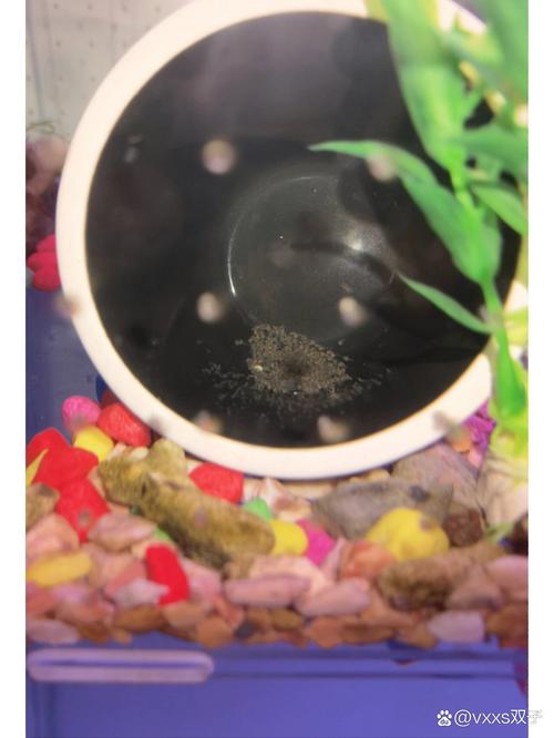 红宝石鱼为什么吃鱼卵（稳定环境卵孵化与幼鱼护理）