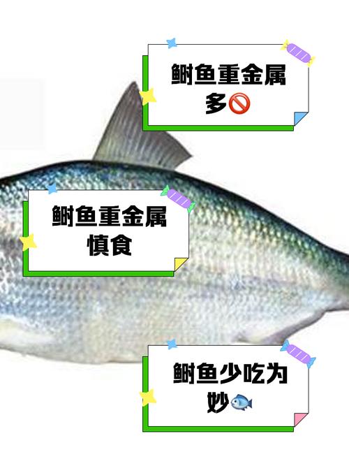 这种鱼为什么不能随便乱吃（春季河豚毒素高，辨新鲜要点与正规购买）