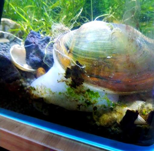 鱼缸为什么不建议养两只河蚌(水质污染与寄生风险及替代方案)