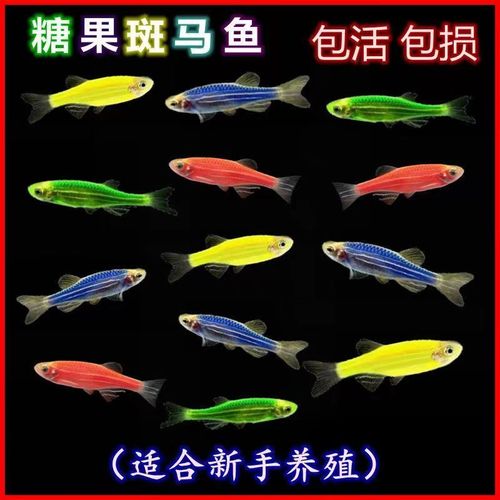 糖果斑马鱼好养吗（糖果斑马鱼新手养护要点稳水质与日常管理）