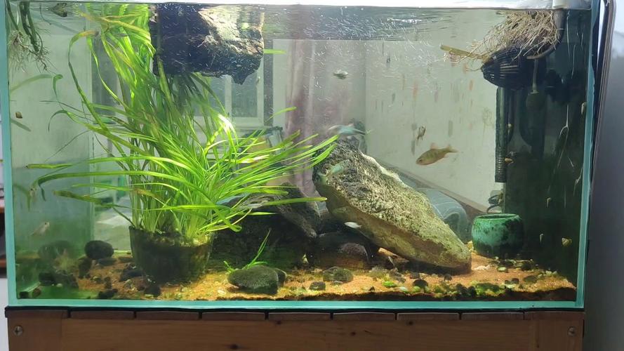 鳑鲏鱼鱼缸（40-60cm单缸就够，关注水质与空间）