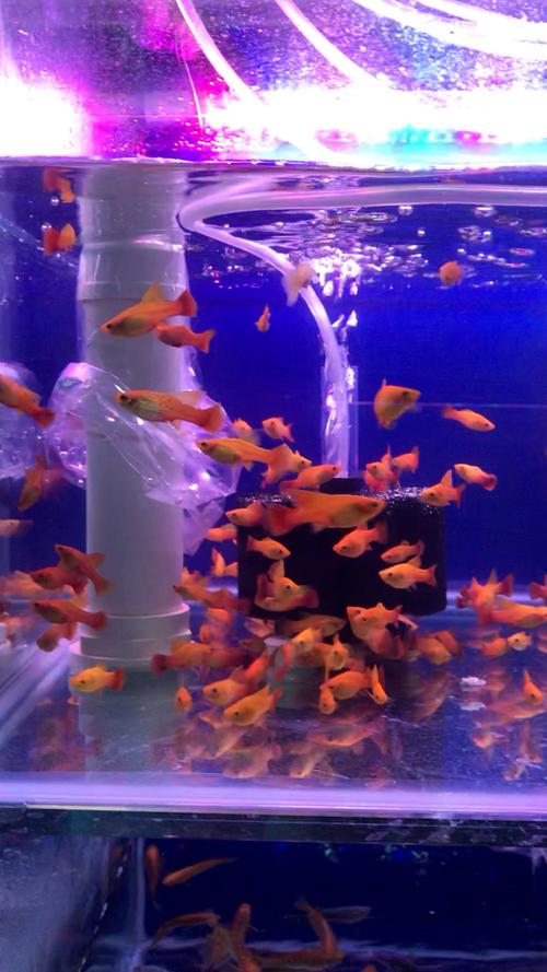 红太阳鱼最佳水温（稳温控水质与合适喂养）