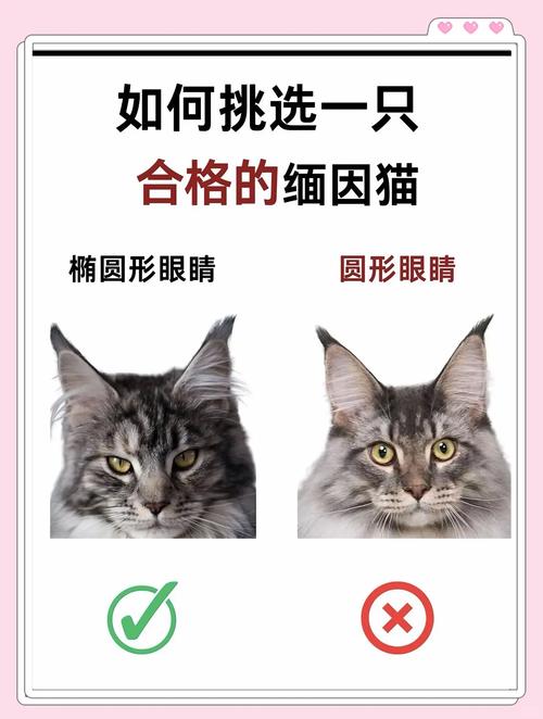 缅因猫一生认几个主人（缅因猫认主究竟靠天性还是环境？日常照护要点）