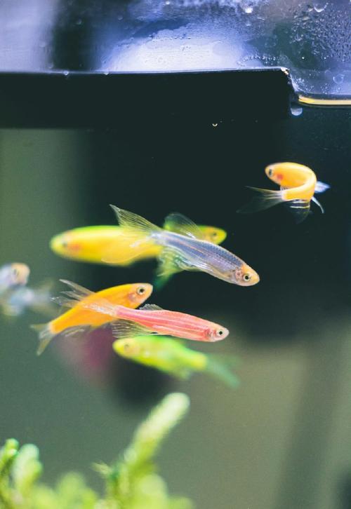 斑马鱼1-2cm（温度水质喂养与繁殖）