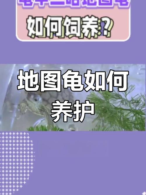 地图龟为什么不建议养（性格敏感需长期稳定环境，分区饲养更合适）