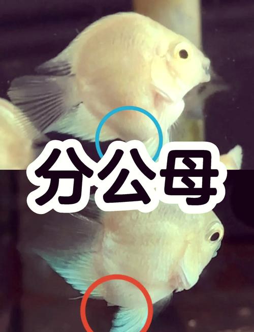 迷你鹦鹉鱼下崽后公鱼咬母鱼（扩展领地与分缸分区）