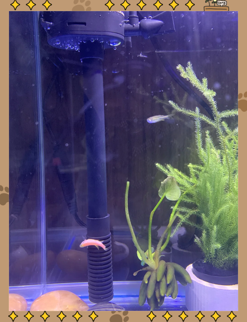 斑马鱼一次死2条的原因(斑马鱼对水质极敏感,快速自检排查要点)