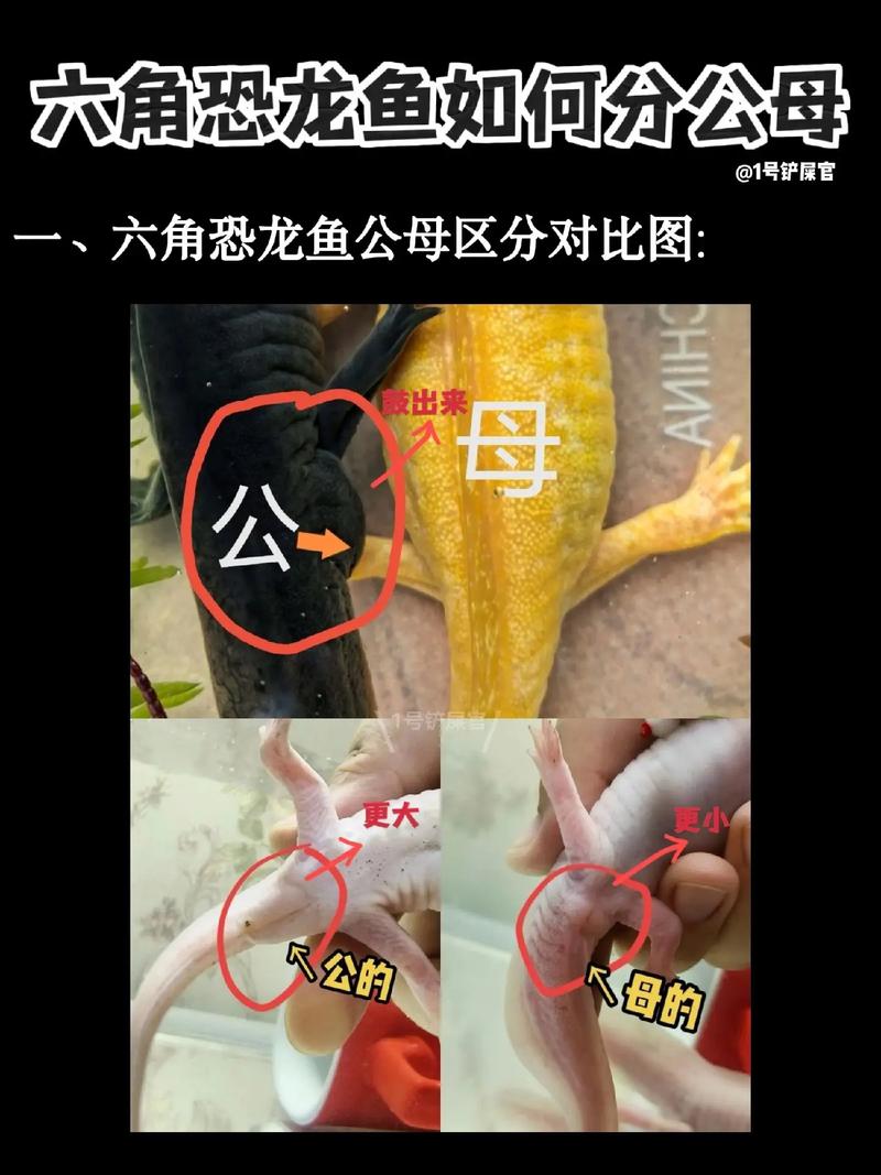 六角恐龙鱼会认主人吗（六角恐龙鱼靠嗅觉为主 养护要稳水与温和互动）