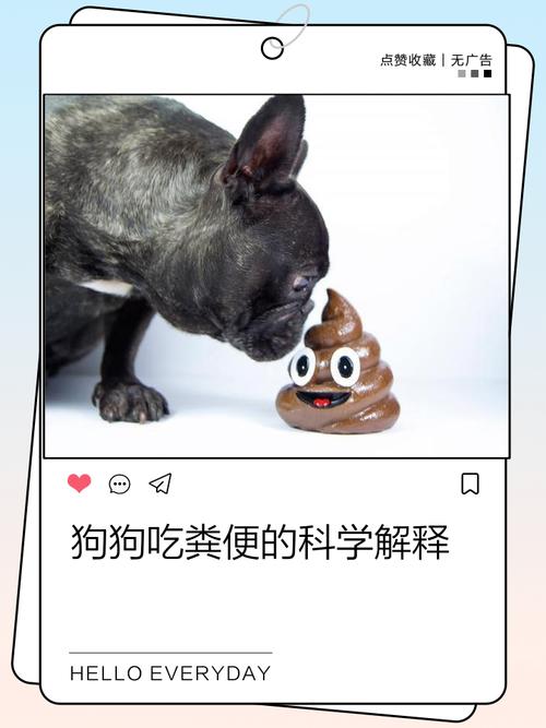 狗为什么喜欢吃粪便（狗吃粪便并非疾病，靠正向训练环境刺激与就医调理）