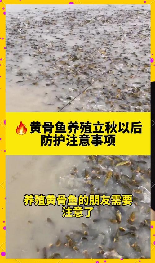 养黄骨鱼10大忠告（水质喂养密度换水）