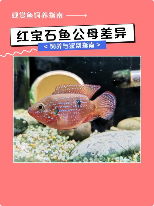 红宝石鱼要配对养吗（红宝石鱼养殖要点单养配对繁殖条件与缸底设置）