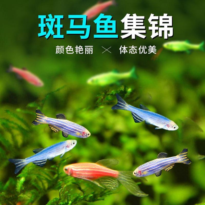 2厘米的斑马鱼吃什么（2厘米斑马鱼分阶段喂养要点）