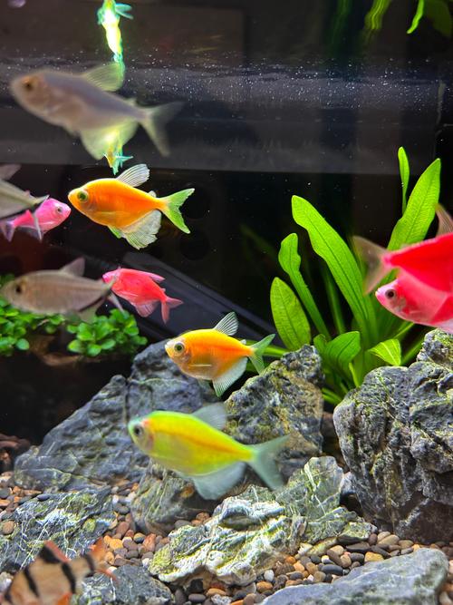 家庭鱼缸养什么鱼好（斑马鱼等入门友好鱼种要点）