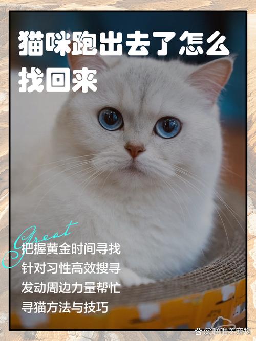 猫跑出去了会回来吗（气味导航与芯片最可靠）