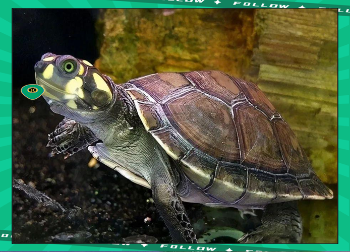 黄头侧颈龟突然死了（黄头侧颈龟死亡原因与日常预防要点）