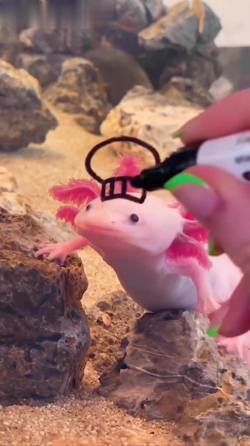 蝾螈认主人行为表现(规律照料稳定水质与环境) 蝾螈认主人行为表现(规律照料稳定水质与环境)