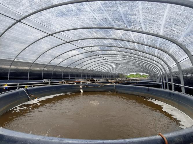 水产养殖小型鱼池（水质与自动化要点）