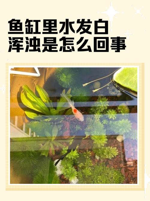 鱼缸水为什么老是浑浊（水族箱浑水成因与对策物理生物藻类）