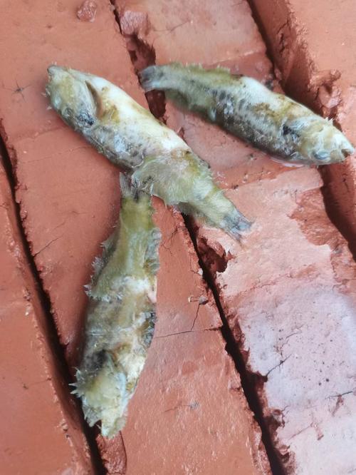 鱼身上长白霉图片(隔离消毒阻断扩散) 鱼身上长白霉图片(隔离消毒阻断扩散)