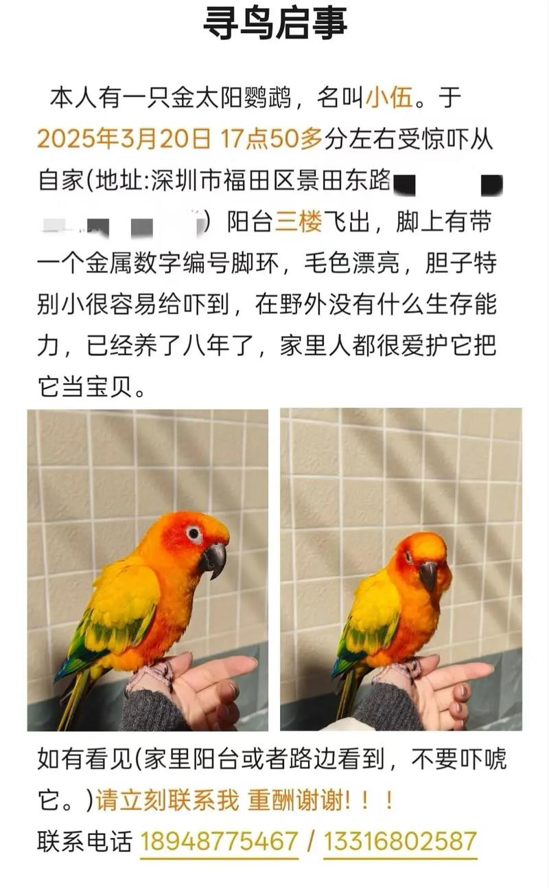 金太阳鹦鹉和吸蜜鹦鹉能生崽吗（金太阳鹦鹉生崽法规现状与繁殖要点及养护）