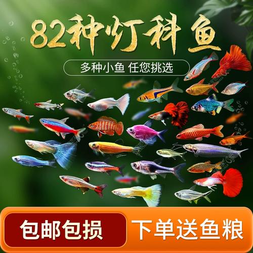 红绿灯能和斑马鱼一起养吗（红绿灯鱼斑马鱼混养要点充足空间稳定水质）