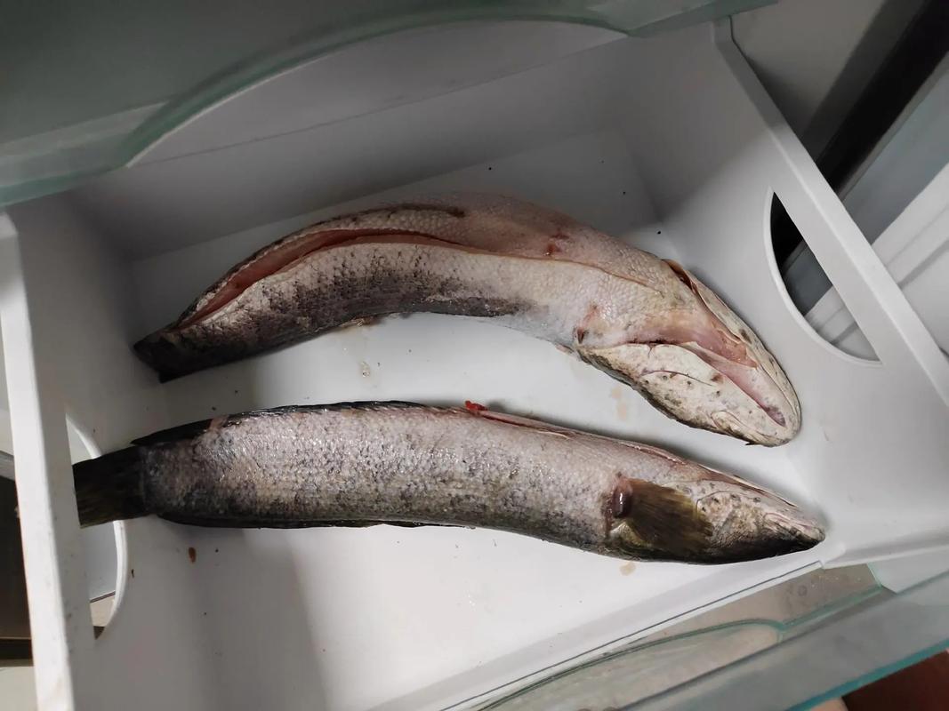 快递运鱼最多能坚持几天（泡沫箱保鲜要点温控密封冰量与到货核对）