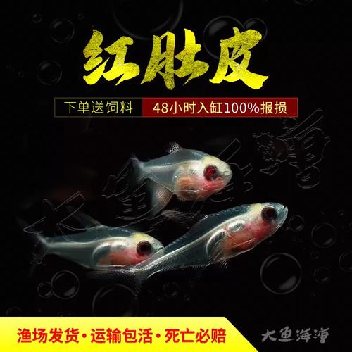 红肚玻璃灯鱼为什么叫死灯鱼（稳水质控温少混养）