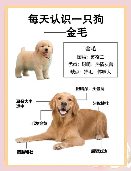 金毛犬是大型犬吗(七分饱低脂粮低热零食,搭配低冲击运动)