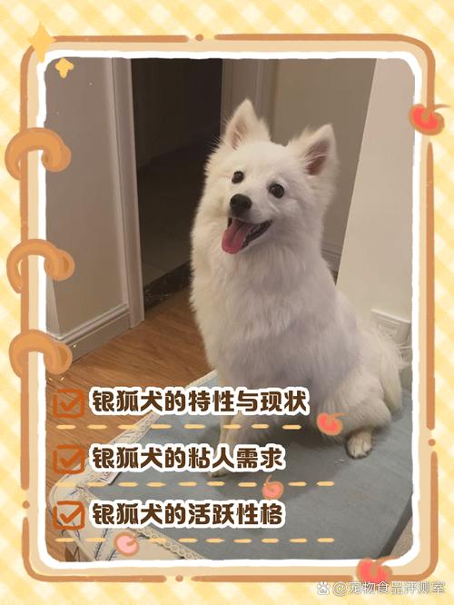 为什么不建议养银狐犬（养银狐犬前须知高维护强依赖需大量运动）