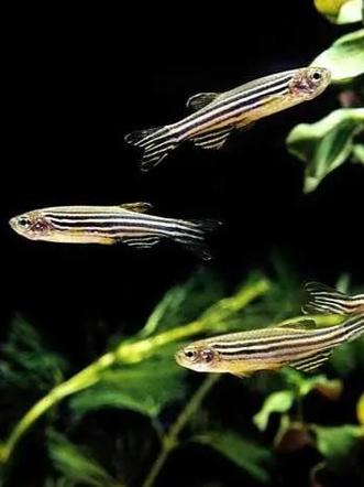 斑马鱼为什么会死(看前兆控温控水分级喂养病鱼隔离,慎用药) 斑马鱼为什么会死(看前兆控温控水分级喂养病鱼隔离,慎用药)