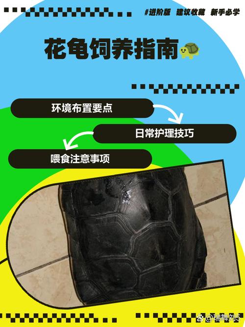 花龟是深水还是浅水龟（浅水深水坡道晒台与UVB控温）