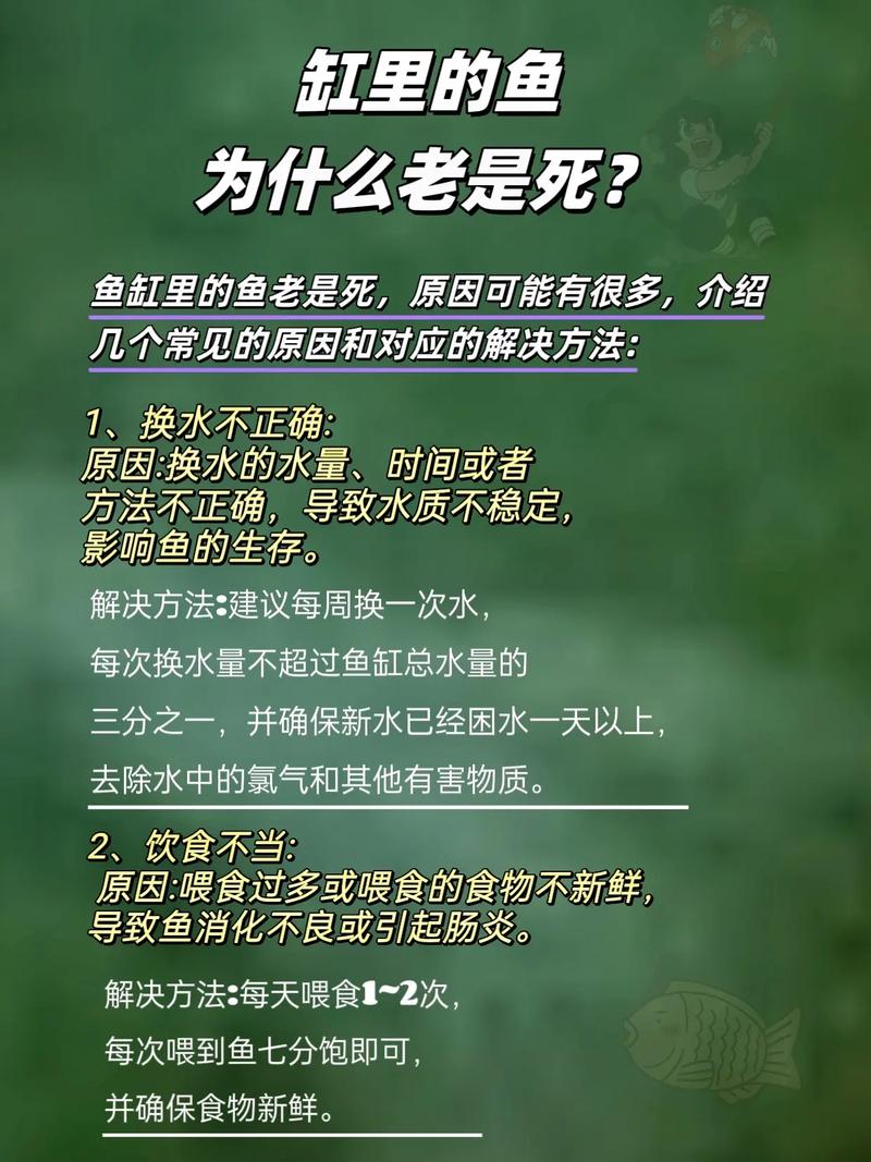 鱼缸养鱼总是死是什么原因（养水稳滤控氨增氧与日常记录）
