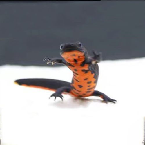 小火龙蝾螈会淹死吗（蝾螈养护要点控水深留湿地定期换水控温喂养避龟等捕食）