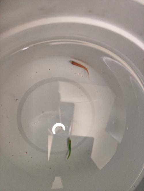 斑马鱼为什么不建议养（控水质空间与计划，初学者难度较高）