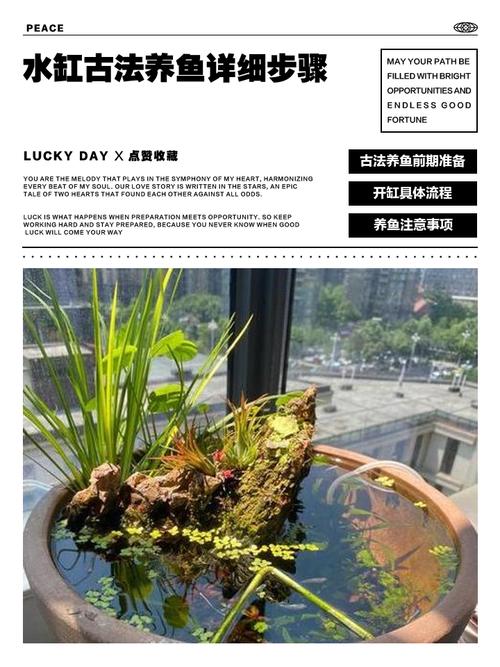 庭院古法养鱼怎么养好水（古法缸养鱼泥底石层水草共生自然过滤控喂）