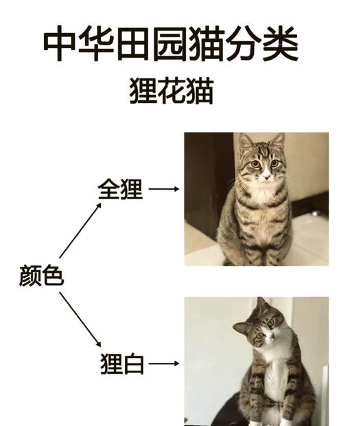 狸花猫只认一个主人吗(狸花猫认主靠稳定照料与信任建立) 狸花猫只认一个主人吗(狸花猫认主靠稳定照料与信任建立)