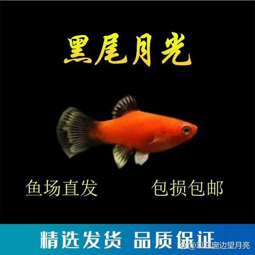 黑尾月光和熊猫鱼一样吗（黑尾月光与熊猫鱼辨识要点及信息核验）