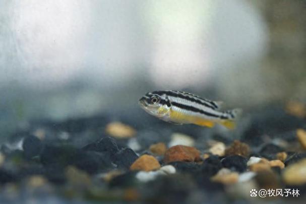 斑马鱼寿命（2–3年寿命控密度与定期换水正确喂养）