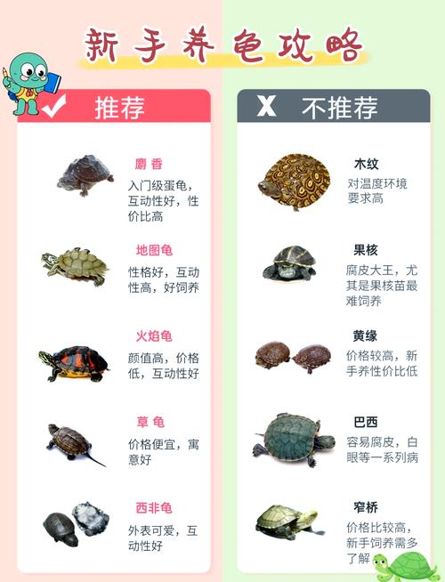 猪鼻龟混养最佳搭配图（先评水质和空间，再选体型合适的鱼）