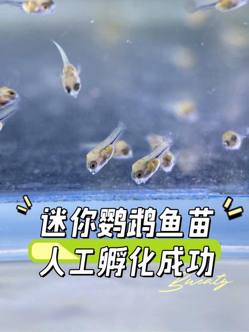 迷你鹦鹉鱼吃自己下得崽（产卵护卵人工孵化与喂养）