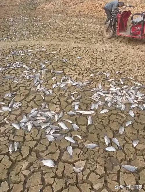 鱼塘干了又有水了会有鱼没（湿地保护与可持续养殖）