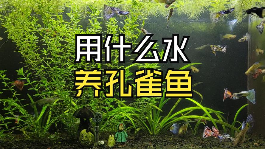 养孔雀鱼用纯净水行吗（水源pH硬度换水）