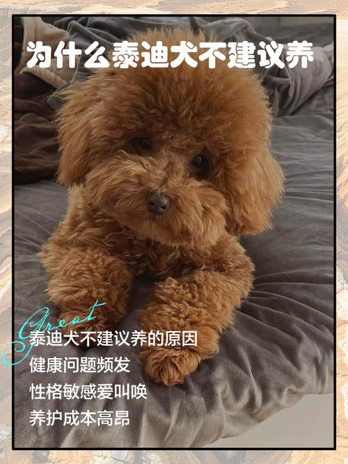 为什么泰迪犬不建议养(泰迪犬养前须知情感需求高易分离焦虑成本不低)