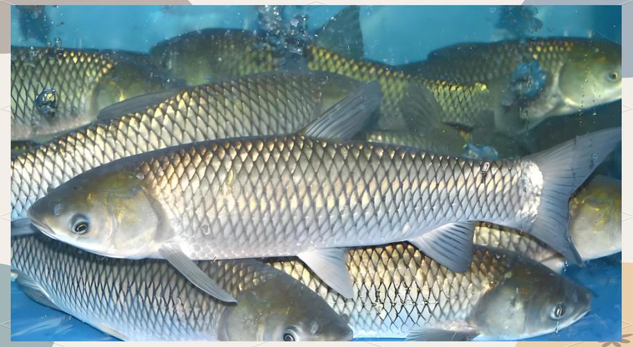 脆肉皖鱼是怎么养出来的(脆肉皖鱼三年养成靠蚕豆喂养活水循环低温控养) 脆肉皖鱼是怎么养出来的(脆肉皖鱼三年养成靠蚕豆喂养活水循环低温控养)